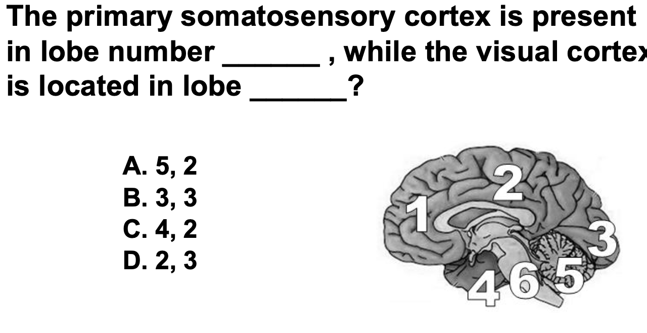 <p>The primary somatosensory cortex is present in lobe number ___, while the visual cortex is located in lobe ___?</p>