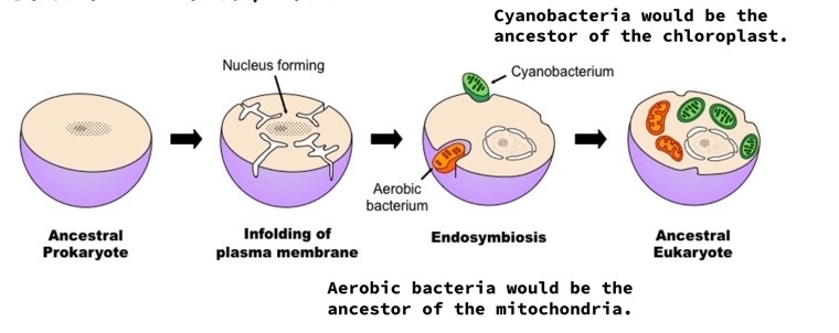 <p>mitochondria and chloroplasts have different dna from the dna in the nucleus and have a double membrane (indicates that in addition to their own membrane, these organelles picked up some of the plasma membrane when engulfed)</p>