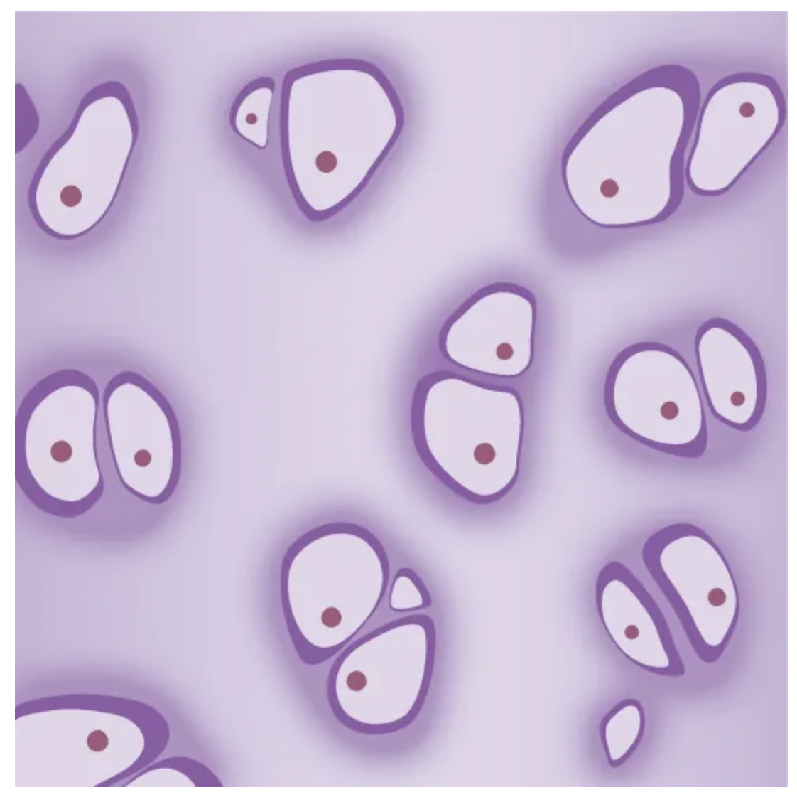 <p>Connective Tissue</p><p><strong><span>Cells:</span></strong><span> chondrocytes, chondroblasts</span></p><p><strong><span>Fibers:</span></strong></p><p><span>Hyaline: The collagen fibers are very </span><strong>thin and spread out</strong><span>, so you usually don’t see them easily under a microscope. Resulting properties: </span>smooth, flexible, good at reducing friction and absorbing shock</p><p>Fibrocartilage: Large amount of collagen, <span><span>thick, densely packed collagen fibers that are clearly visible. </span></span>Resulting properties:<strong> </strong>Very strong, resistant to compression and pulling forces</p><p><strong>Location: </strong><span><span>Shark skeleton, fetal bones, human ears, intervertebral discs</span></span></p>