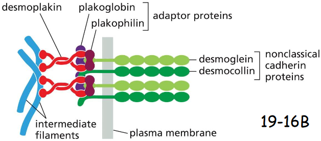 <p>Plakoglobin is gamma-catenin</p><p>Plakophilin is a distant relative of p120-catenin</p><p>Desmoplakin connects intermediate filaments to plakoglobin + plakophilin</p>