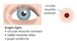 <ul><li><p>Circular muscles contract</p></li><li><p>Radial muscles relax</p></li><li><p>Makes the pupil smaller — avoids damage to the retina</p></li></ul><p></p>