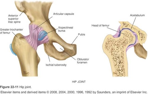ball and socket joint: strong reinforcement, very stable but limits movement, iliofemoral ligament, ischiofemoral ligament, pubofemoral ligament, ligamentum teres,