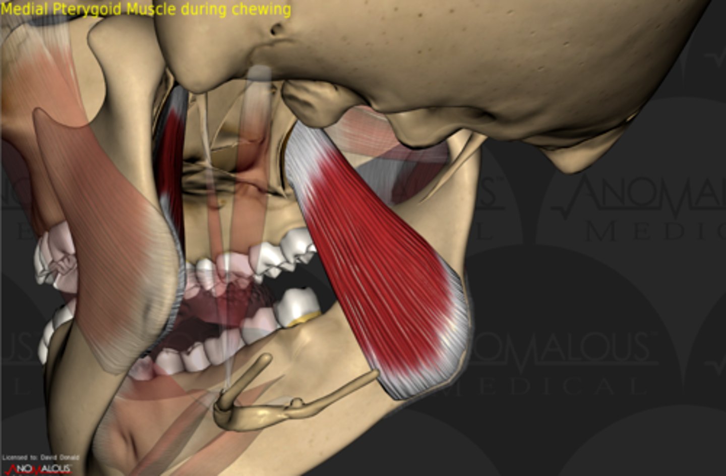 <p>internal angle of the ramus of the mandible</p>