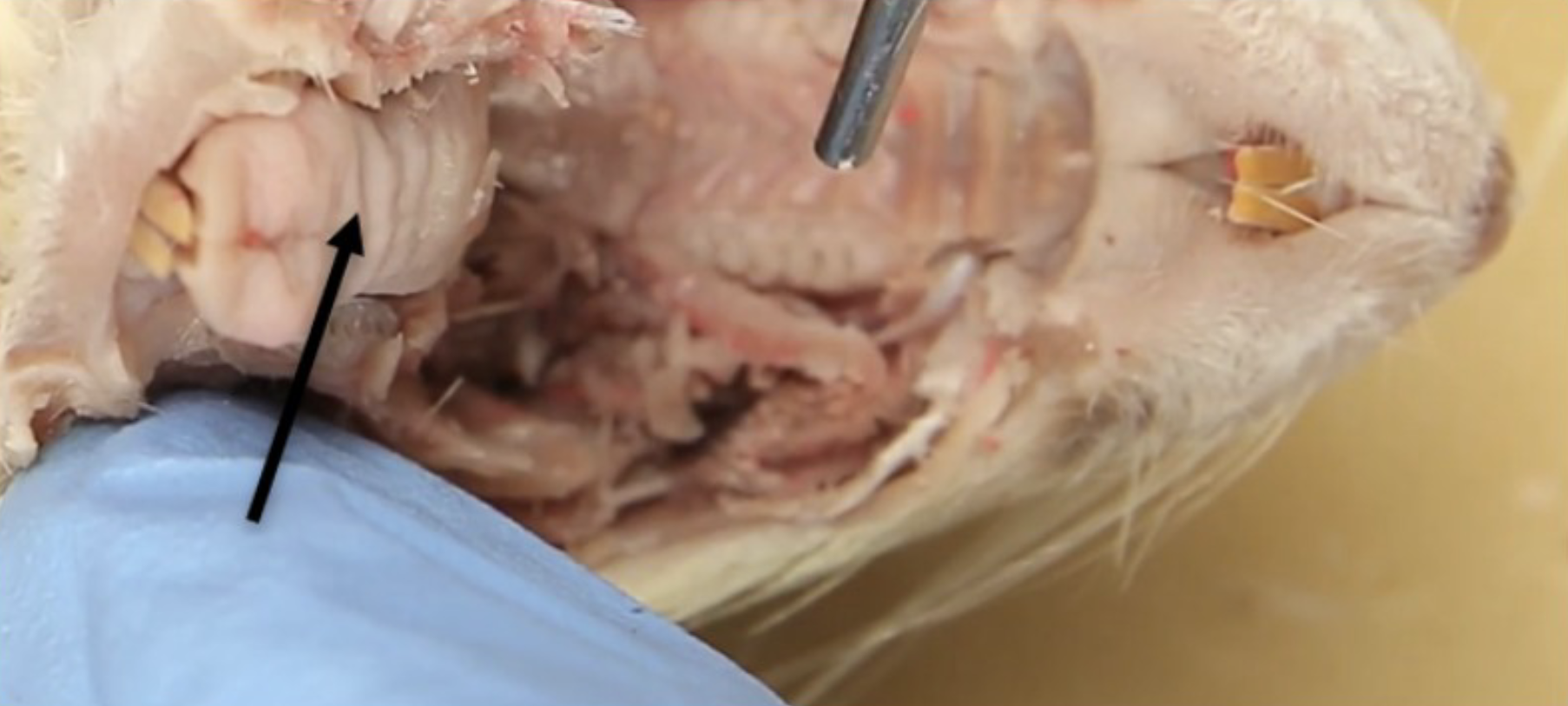 <p>What is this?</p>