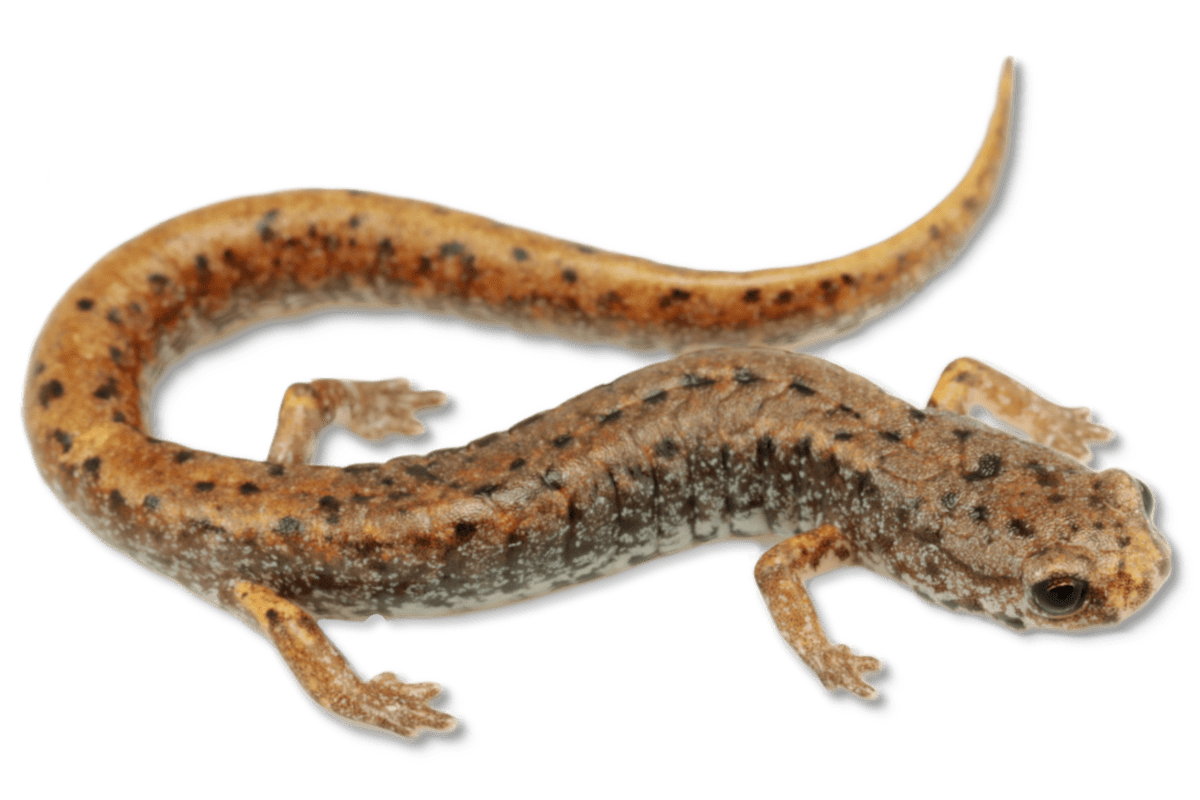 Four-toed Salamander