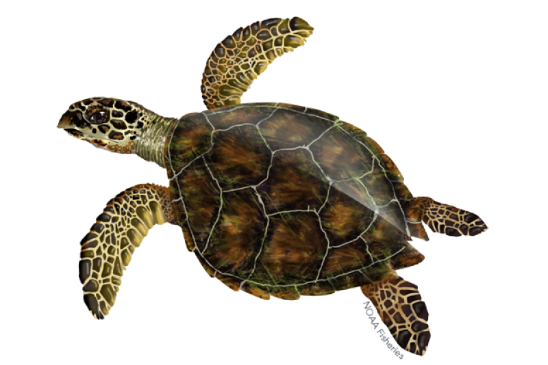 <p>Hawksbill Sea Turtle</p>