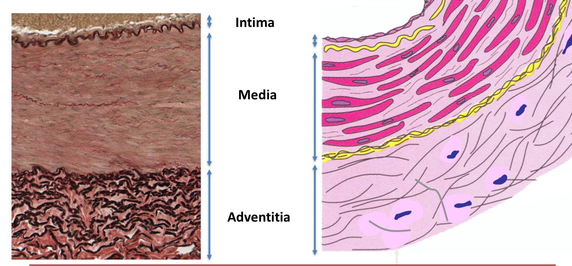 <ol><li><p>Tunica intima: Endothelium+subendothelial connective tissue</p></li><li><p>Tunica Media: Smooth muscle cells+extracellular matrix</p></li><li><p>Tunica adventitia (externa): Connective tissue</p></li></ol><p></p>