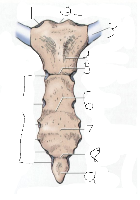<p>Manubrium</p>