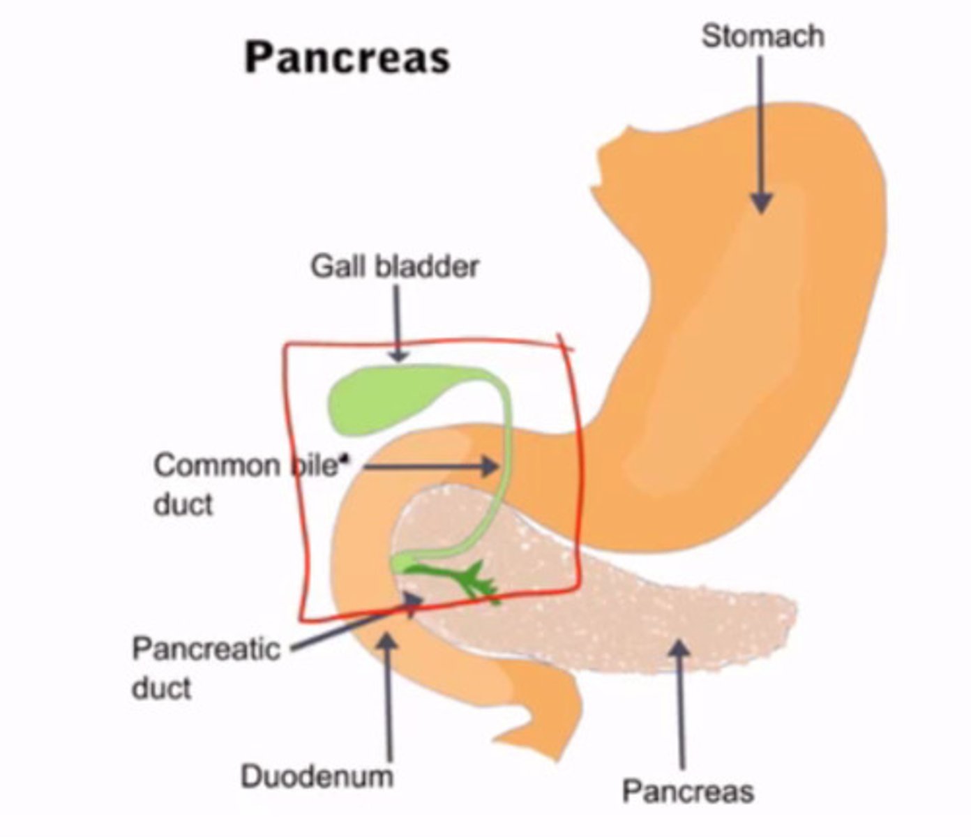<p>extremely tender</p><p>suggests cholecystitis</p><p>positive finding is murphys sign</p>