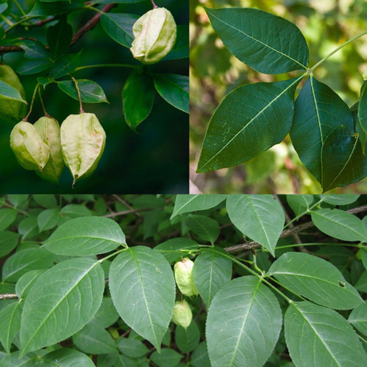 <p>Staphylea trifolia</p>