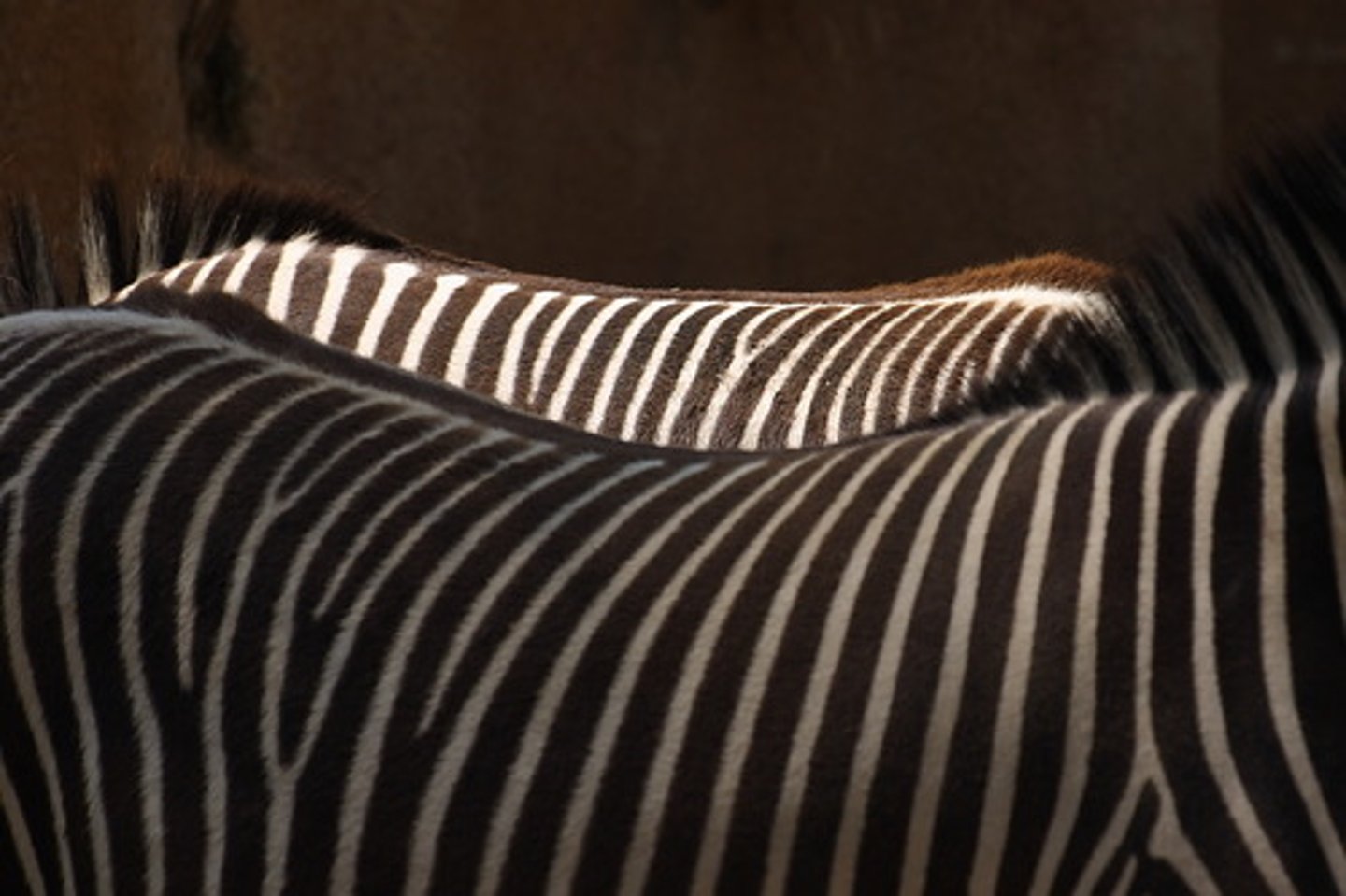 <p>đường sọc vằn (của con ngựa)</p>