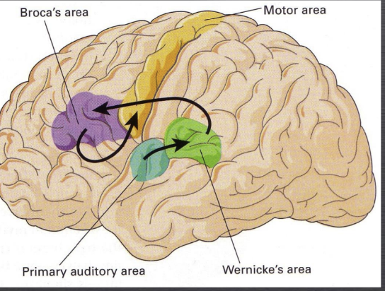 <p>A region in the brain responsible for language comprehension.</p>