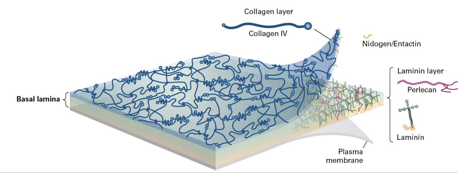 <p>what is the basement membrane (AKA basal lamina?) </p>