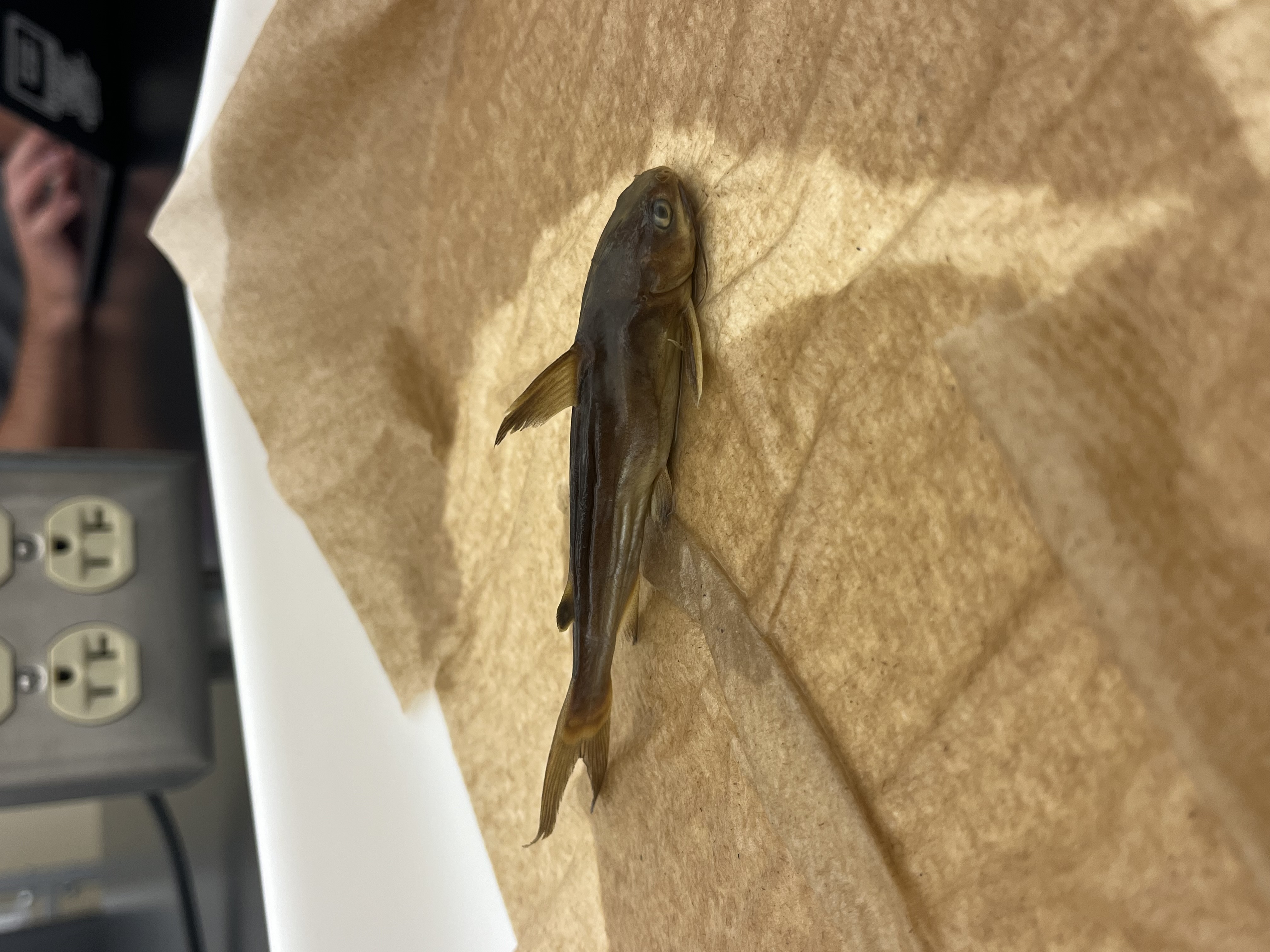 <p>Sea Catfish</p>