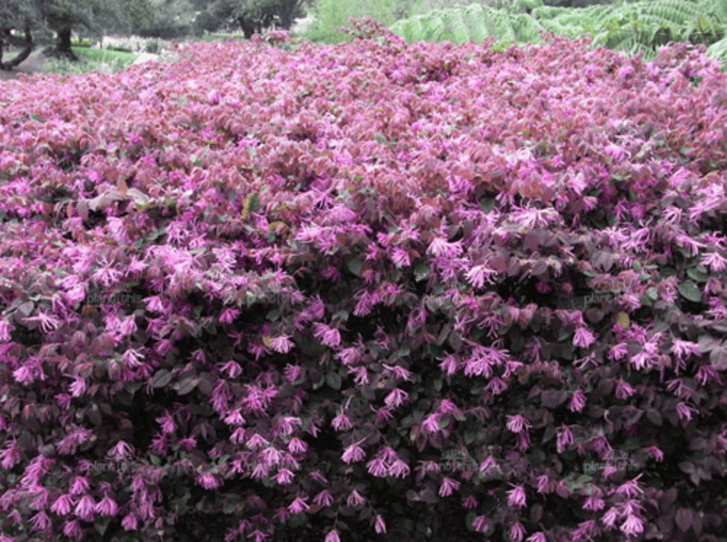 <p>Chinese fringe flower</p>