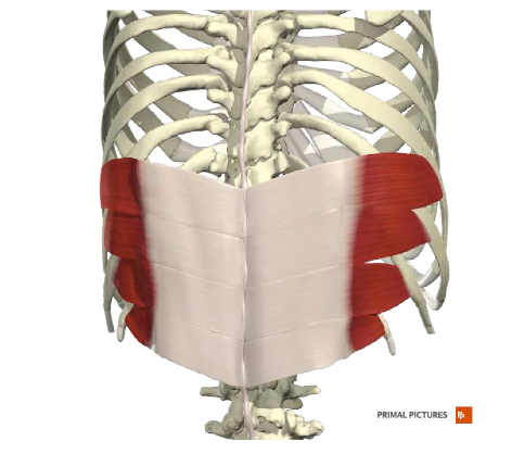 <p><span><span>M. serratus posterior inferior</span></span></p>