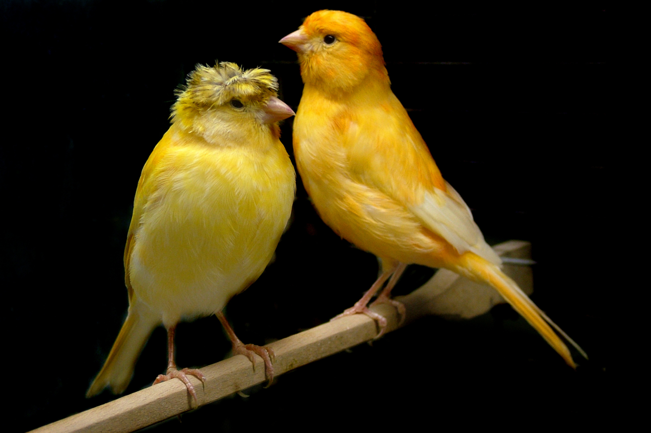 <p>Canary</p>