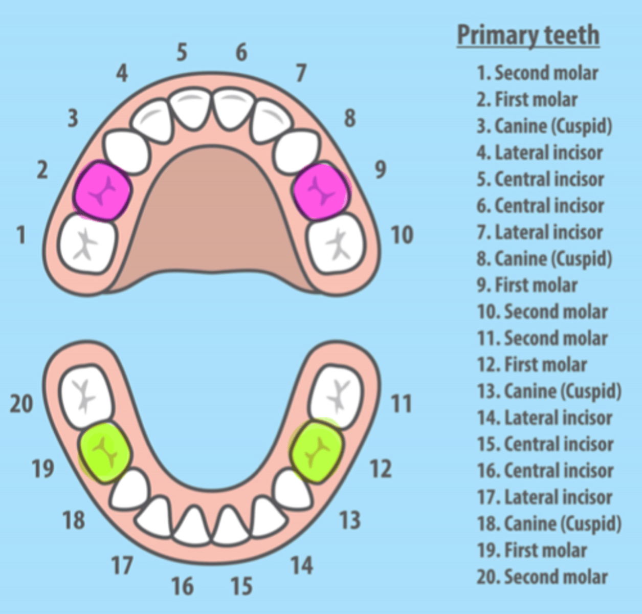 <p>All Primary 1st Molars</p>