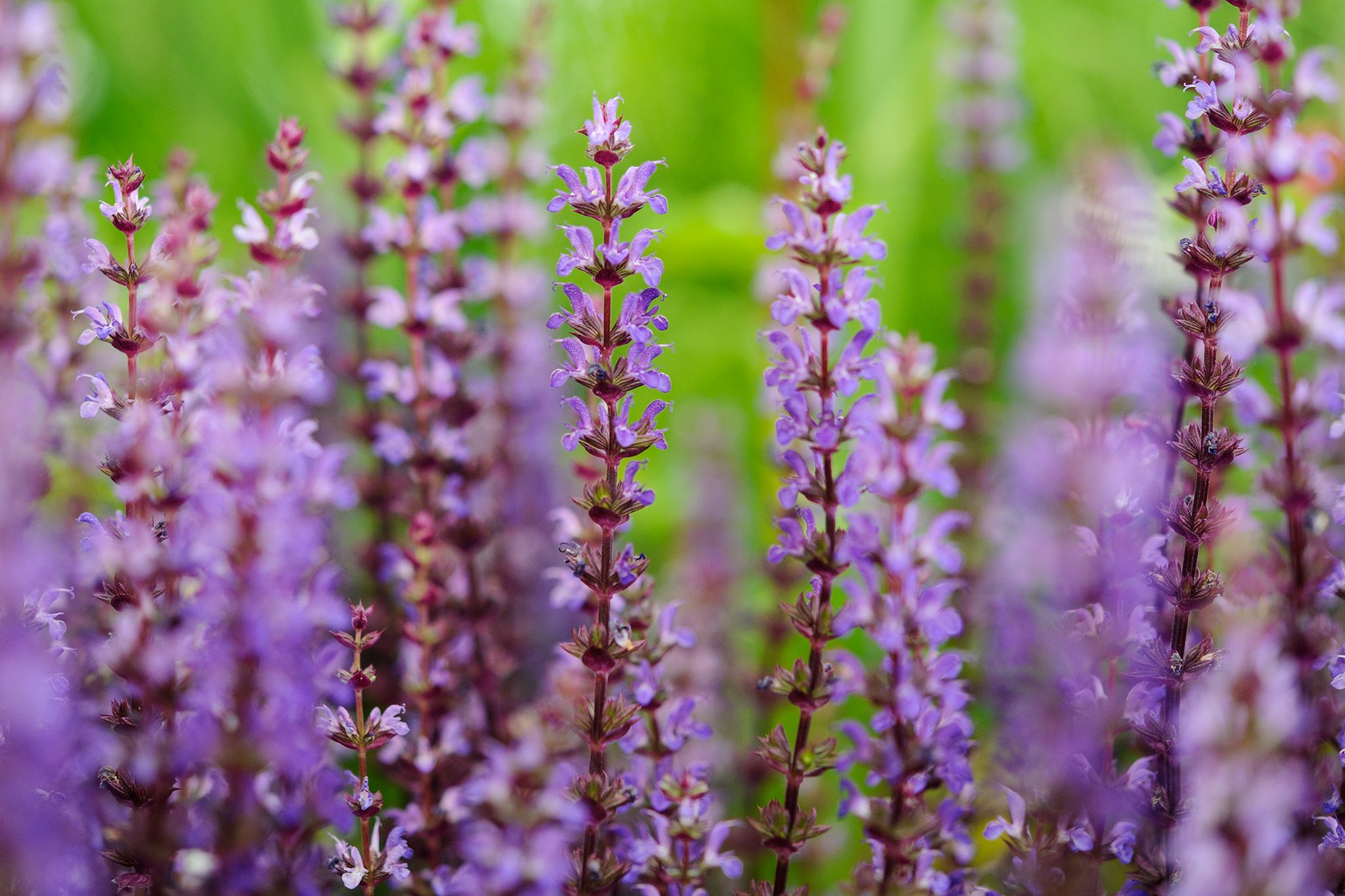 <p>lamiaceae</p>