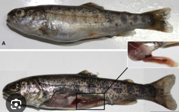 <p><strong>Causative agent:</strong></p><ul><li><p><strong><mark data-color="red" style="background-color: red; color: inherit;">Aquabirnavirus</mark></strong><mark data-color="red" style="background-color: red; color: inherit;"> of IPNV</mark></p></li></ul><p></p><p><strong>Susceptible hosts</strong></p><ul><li><p><strong>Salmonids</strong>, especially <strong>fry and juveniles</strong></p></li><li><p>Older fish often <strong>asymptomatic carriers</strong></p></li></ul><p></p><p><strong>Transmission</strong></p><ul><li><p><strong>Horizontal:</strong> contact, ingestion, feces</p></li><li><p><strong>Vertical:</strong> transovarian (via eggs)</p></li><li><p>Highly contagious in hatcheries</p></li></ul><p></p><p><strong>Clinical signs</strong></p><ul><li><p>Dorsal <strong>darkening</strong></p></li><li><p><strong>Trailing white feces</strong></p></li><li><p>Abdominal distention</p></li><li><p><strong>Exophthalmos</strong></p></li><li><p>Ventral hemorrhage</p></li><li><p>Pale gills</p></li><li><p>CNS signs → <strong>abnormal swimming</strong></p></li></ul><p></p><p><strong>Pathological changes</strong></p><ul><li><p><strong>Necrosis of pancreas</strong> (primary target) → 90% mortality in fry</p></li><li><p>Damage to <strong>kidneys and intestinal mucosa</strong></p></li><li><p>Older fish: carriers without symptoms</p></li></ul><p></p><p><strong>Prevention & Therapy</strong></p><ul><li><p><strong>No effective treatment</strong></p></li><li><p><strong>Eliminate infected stock</strong></p></li></ul><p></p><p><strong>Diagnosis</strong></p><ul><li><p><strong>Virus isolation</strong> (definitive)</p></li><li><p>PCR can be used for detection in carriers</p></li></ul><p></p><p><strong>One-sentence oral exam answer</strong></p><figure data-type="blockquoteFigure"><div><blockquote><p>“IPN is a highly contagious viral disease of salmonid fry caused by Aquabirnavirus, transmitted horizontally and vertically, causing pancreatic necrosis, high mortality in fry, and carrier status in older fish.”</p></blockquote><figcaption></figcaption></div></figure><p></p><p><strong>Memory tip</strong></p><ul><li><p><strong>IPN → fry disease + pancreas + high mortality</strong></p></li><li><p><strong>Older fish = silent carriers</strong></p></li></ul><p></p>