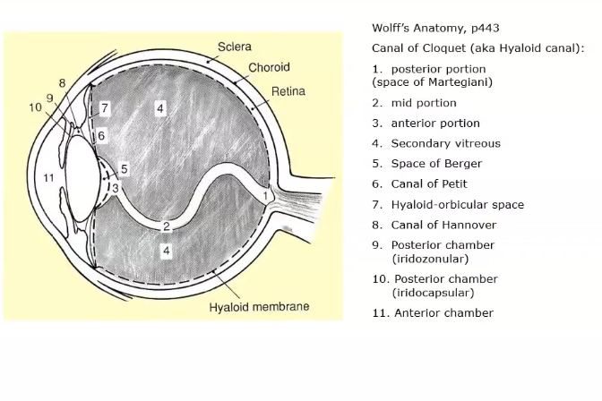 <p>vitreous chamber </p>