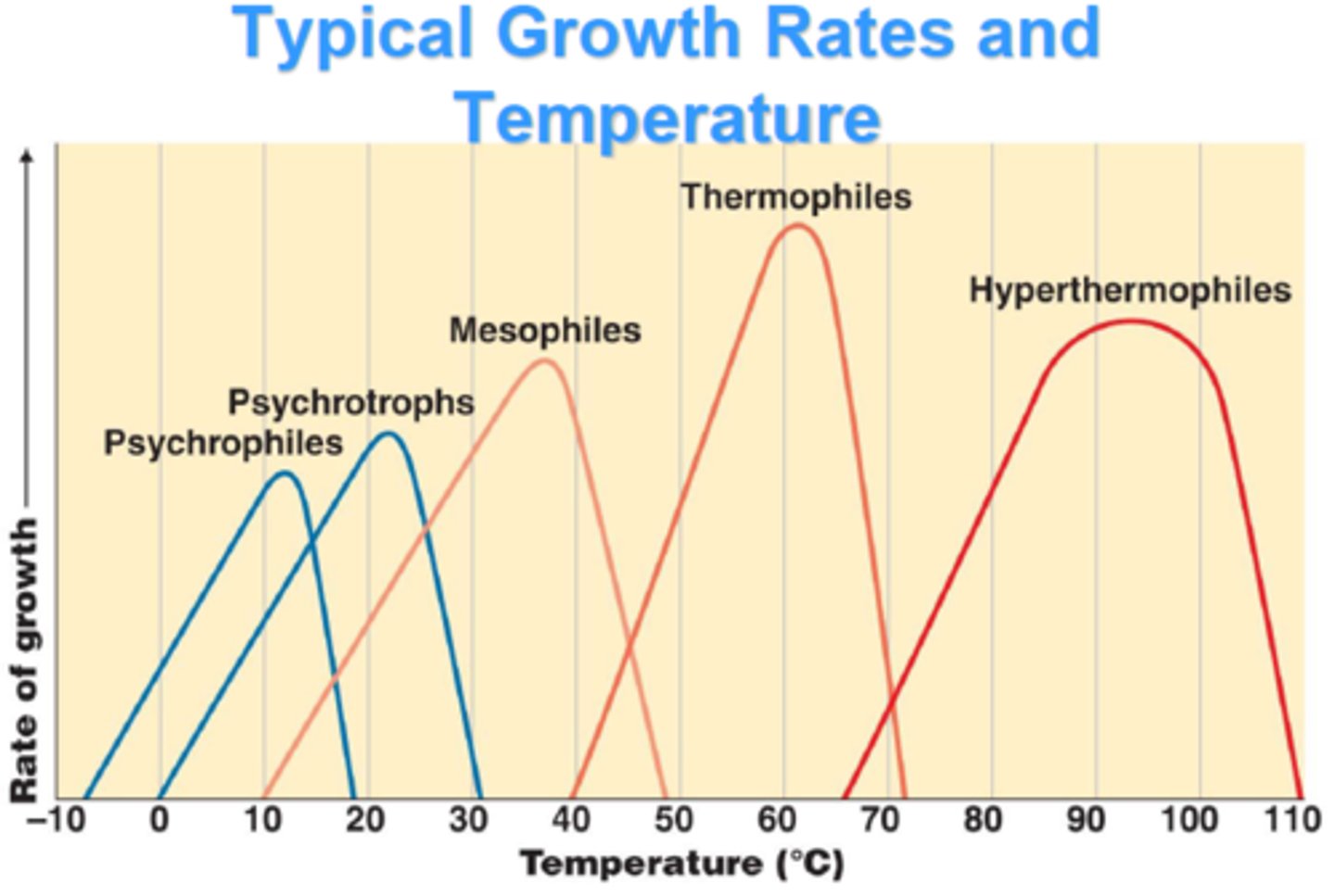 <p>bacteria that thrive at high temperatures such as Thermus aquaticus that live in hot springs.</p>