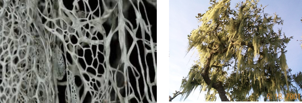 <p>Lace Lichen</p>