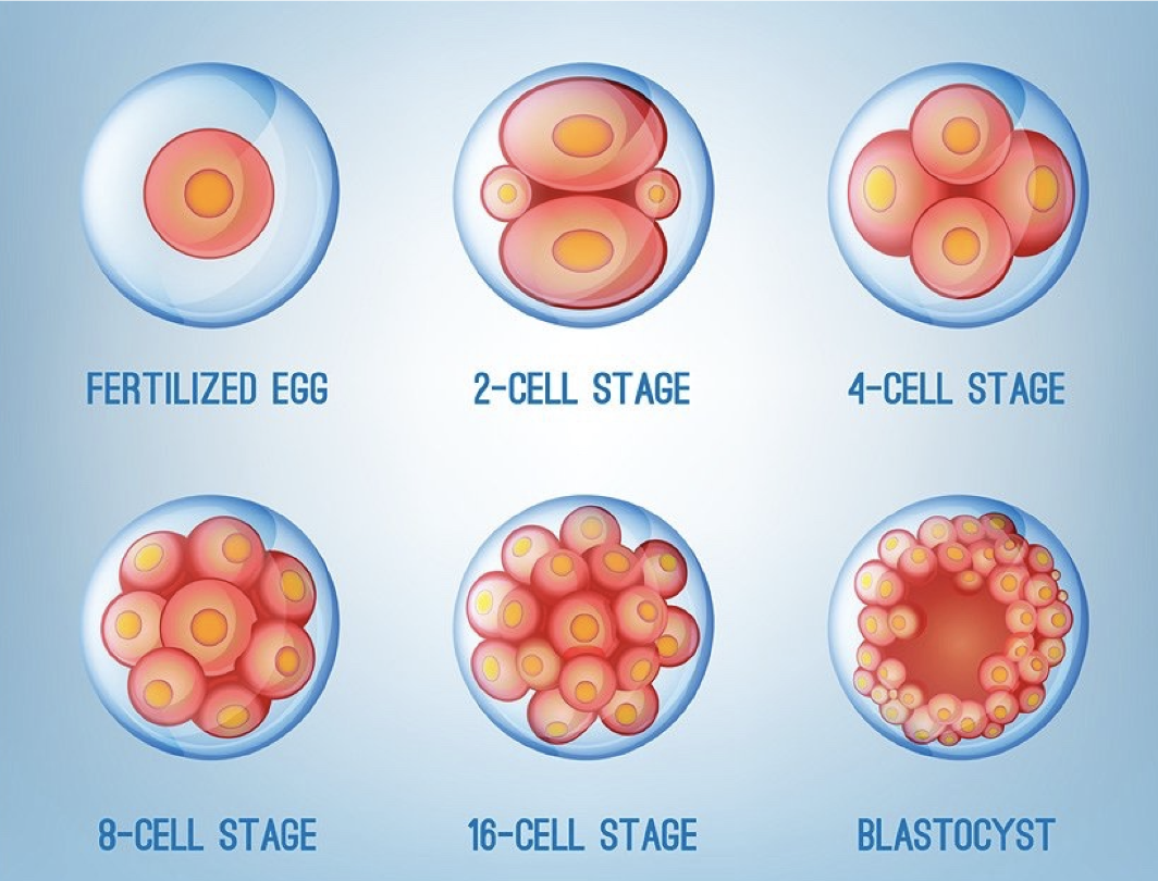 * Rapid mitotic cell division divisions of zygote (early embryo) to form the multicellular embryo (blastula)