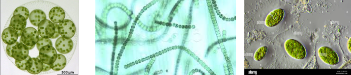 <p>ALGAE ARRANGEMENTS</p>