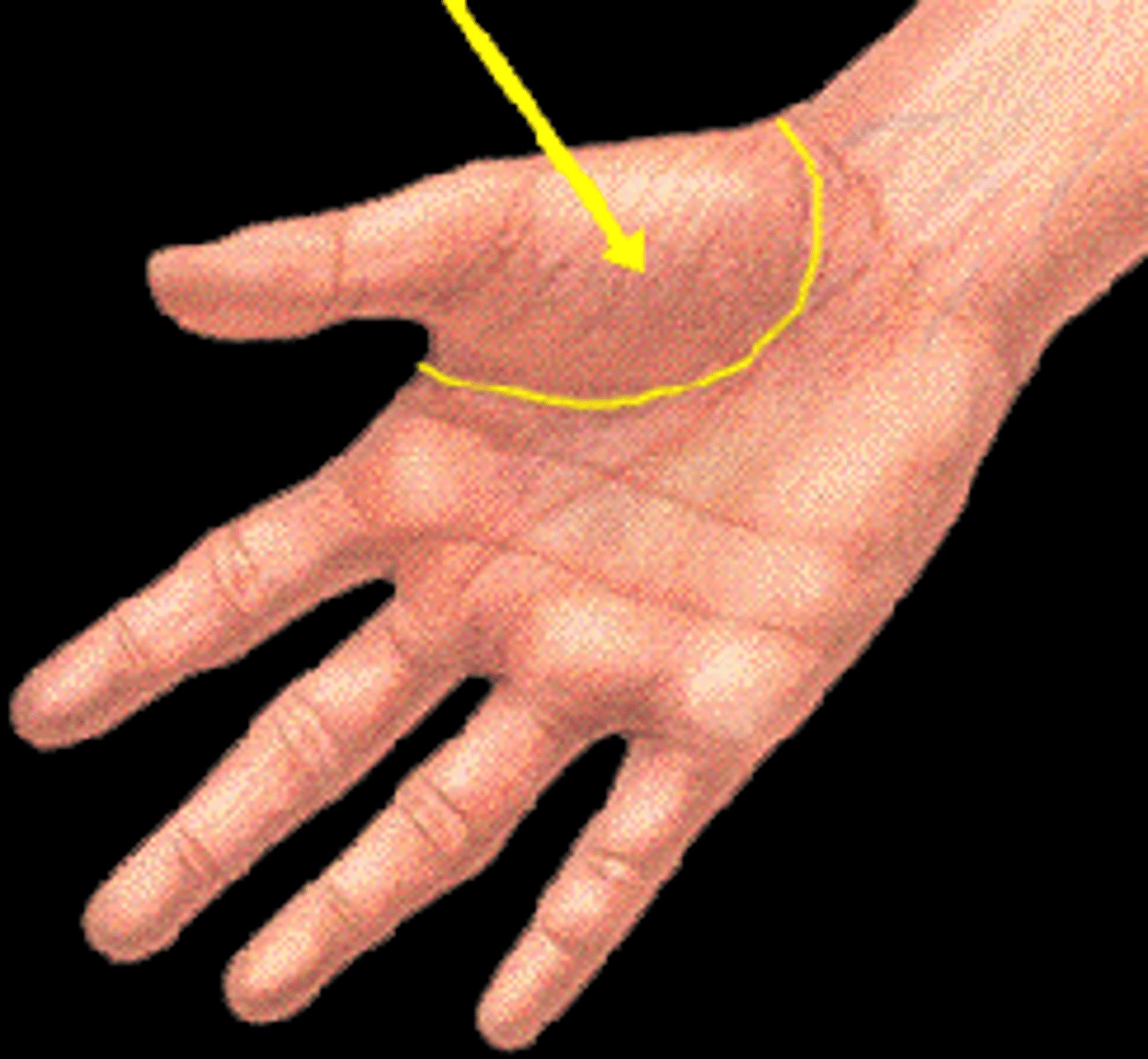 <p>opponens pollicis (median nerve), abductor pollicis brevis (median nerve), flexor pollicis brevis (median). adductor pollicis (ulnar nerve)</p>