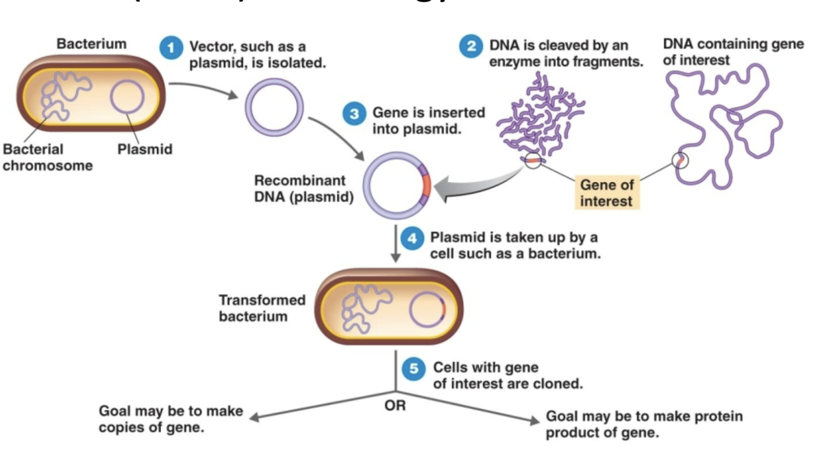 <ol><li><p>isolate a vector (ex. plasmid) from a bacterial cell </p></li><li><p>cleave your DNA segment of interest using enzymes</p></li><li><p>insert the gene of interest to the vector</p></li><li><p>introduce the vector to a bacterial cell for amplification</p></li><li><p>clone cells with the gene of interest to either produce copies of the gene or to produce proteins by that gene </p></li></ol><p></p>
