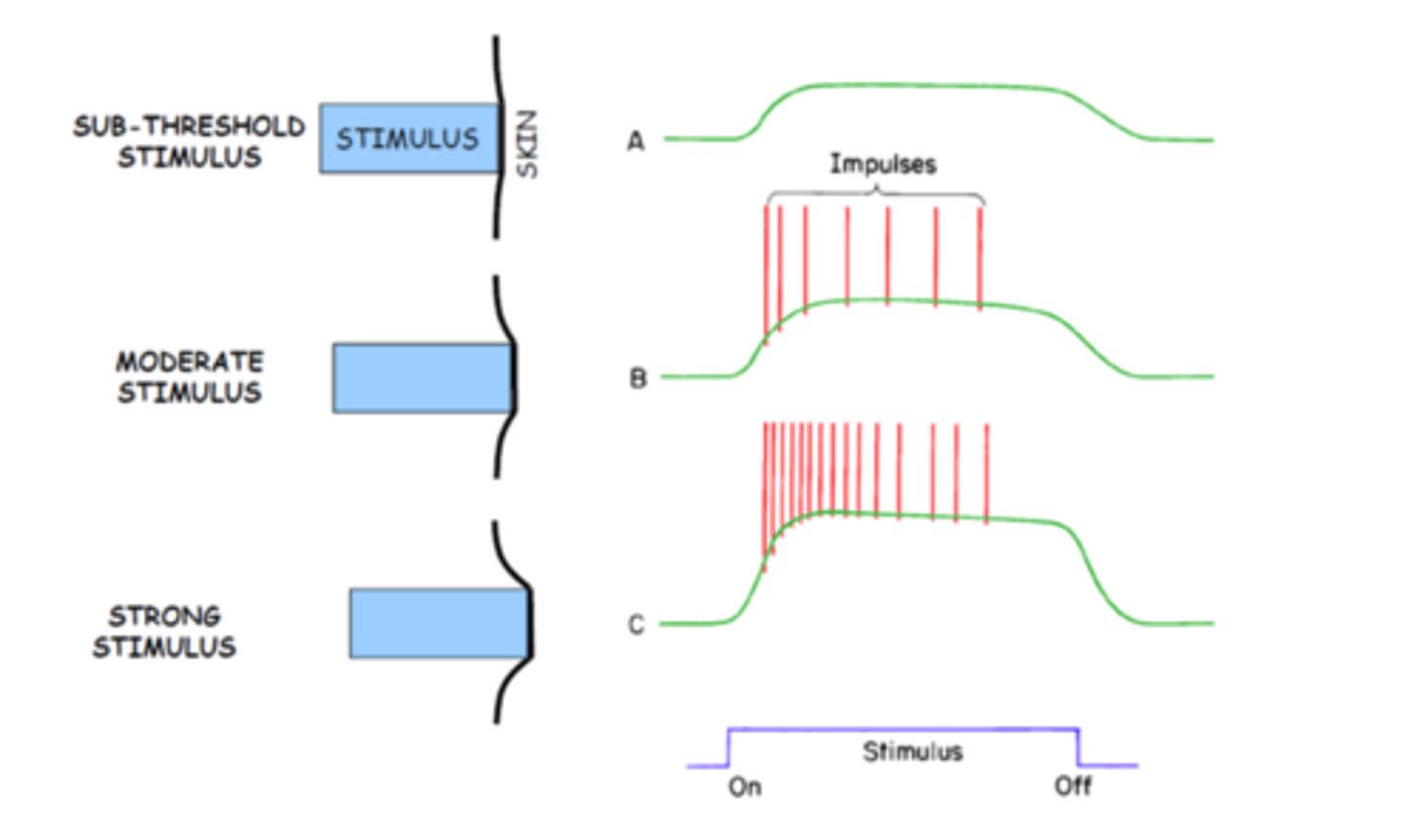 <p>A higher frequency of APs in the axon</p>