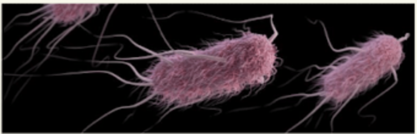 <p>cepas de E. coli que producen shigatoxina Stx2e</p>