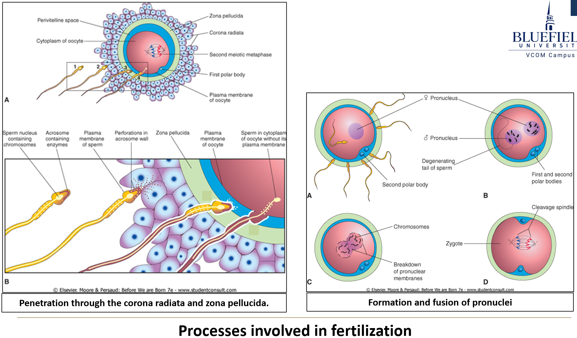 <p><strong>Zona pellucida glycoproteins</strong> act as <strong>ligands</strong>, triggering the <strong>acrosomal reaction</strong> when they dock with sperm membrane receptors.</p>