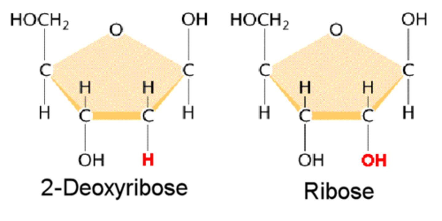 <p>DNA= double-stranded <br>RNA= single-stranded<br>Sugar in DNA is deoxyribose while RNA contains ribose.</p>