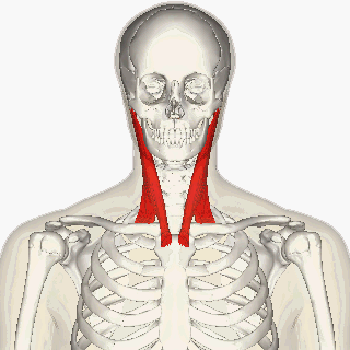 <p>Side of neck; </p><p>long muscle </p><p>“SCM” = sternum, clavicle, mastoid'</p>