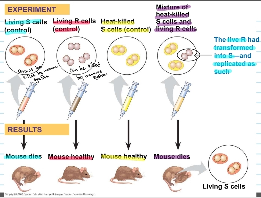 <p>Griffith's experiment</p>