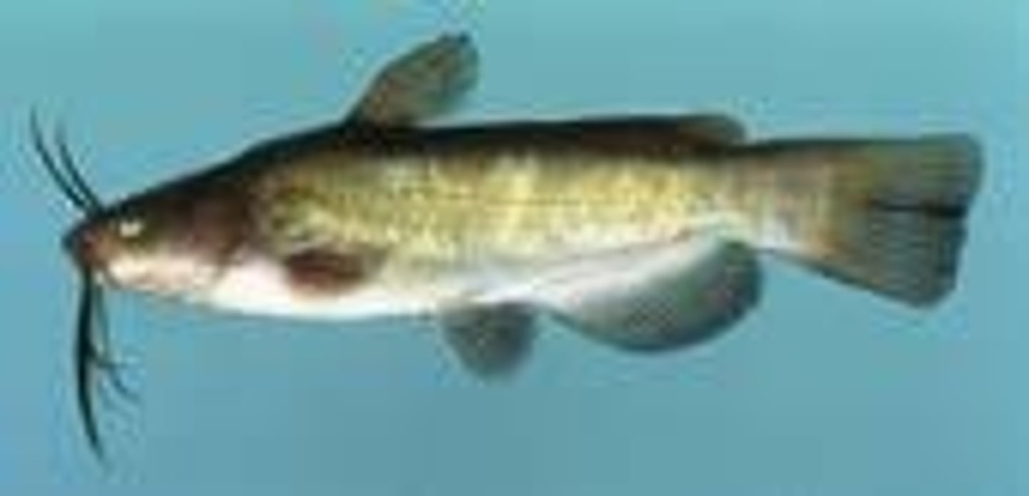 <p>They can 'walk' on land and have high fecundity.</p>