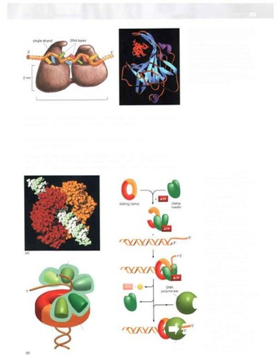 <p>Alternative sugar affecting mutation rate measurement.</p>