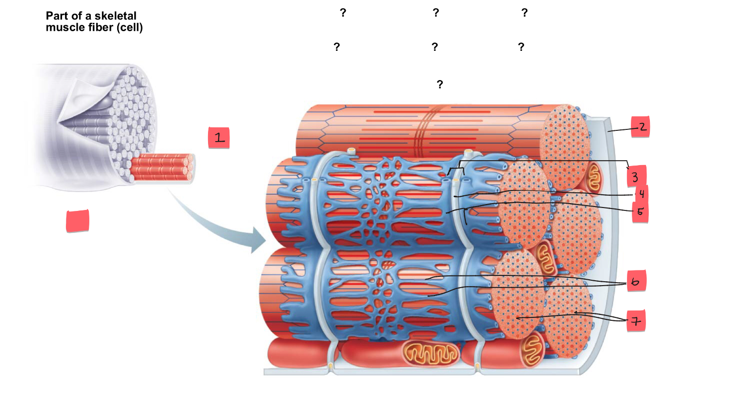 <p>5</p>