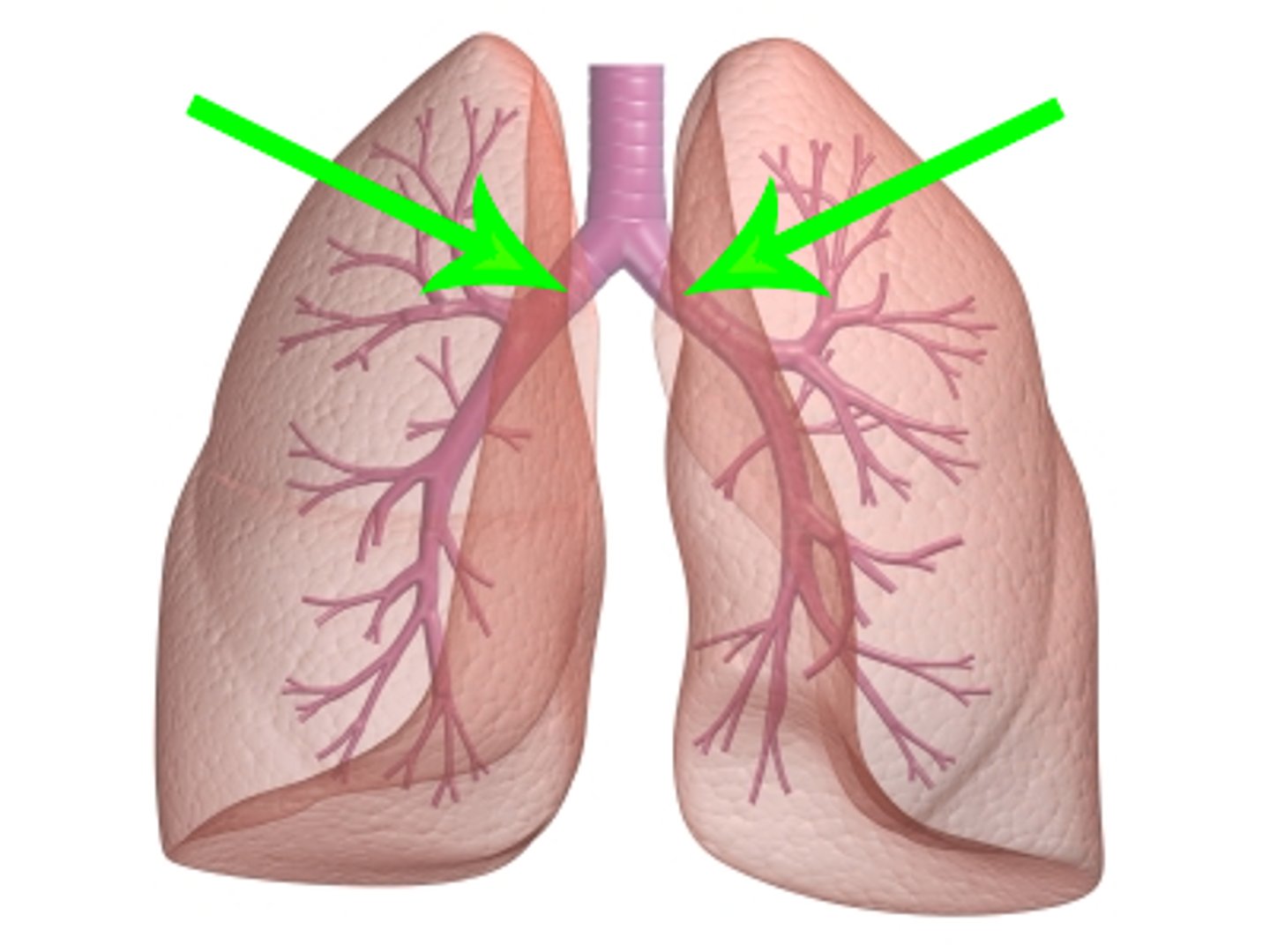 <p>The passages that direct air into the lungs (singular: bronchus)</p>