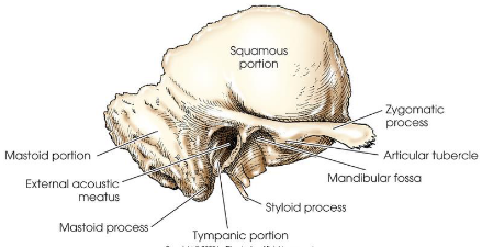 <ul><li><p>paired, irregular in shape</p></li><li><p>situated on each side of cranial base between greater wings of sphenoid bone and occipital bone</p></li><li><p>form large part of middle cranial fossa and a small part of posterior cranial fossa</p></li><li><p>consists of</p><ul><li><p>squamous oortion</p></li><li><p>tympanic portion</p></li><li><p>styloid process</p></li><li><p>zygomatic process</p></li><li><p>petromastoid portion (petrous bone), contains the organs for hearing and equilibrium</p></li></ul></li><li><p>articulates with</p><ul><li><p>pariteals, occipital, sphenoid, zygoma, and mandible</p></li></ul></li></ul><p></p>