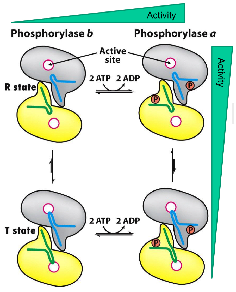 <p>Standard states of the two cell types are opposite</p><ul><li><p>Leads to different resting activities and different direction of regulation</p></li></ul><p></p>