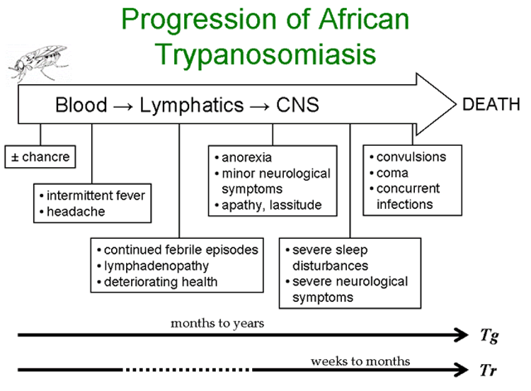 <ul><li><p>digenetic: 2 host</p></li><li><p>vertebrate host is intermediate host, fly is definitive host.</p></li><li><p>Vector is: Tsetse fly or Triatome bug</p></li><li><p>Classification: salivaria (spit) or stercoria (feces)</p></li><li><p>Distribution req presence of vectors. Commonly seen in Africa like Ehtiopia and Tasmania. </p></li><li><p>Causes HAT (human African trypanosomiasis)</p></li><li><p>T. brucei gambiense , T. brucei rhodensiense, T. cruzi</p></li><li><p>Tr and Tg VERY similar ( only diff is speed, location, and transmission cycle)</p></li><li><p>Life cycle: Only need 300-500 metacylic forms for infection; tsetse fly injects 40,000 of them into blood. Transforms in long slender trypomastigote form. This form goes into connective tissue and divides by binary fission (some go into lymph nodes and CNS). This form will cause surface antigen changes as it divides every 1-2 days and enters blood. They begin state change into short stumpy trypomastigotes that are taken up by tsetse fly during blood-meal. </p></li><li><p>incubation period outside host: once inside fly midgut, the short stumpy trypomastigotes undergo binary fission and dev into long slender procyclic forms. After 2-3 weeks the procyclic forms migrate to the salivary glands and dev into epimastigotes. These then undergo binary fission and dev into the infectious metacyclic trypmastigote form. Takes ab 25-50 days to complete.</p></li><li><p>Pathology: parasite replicated in connective tissue. Can invade lymph nodes, blood, and CNS. Over exhaustes the immune system. Consumes glucose way faster than host cell.</p></li><li><p>Immune evasion: Uses antigenic variation(VSG), cause inflammation, make own cytokines, avoid complement, immune system causes pathology, shutdown immune cells. </p></li><li><p>Clinical presentation: parasitemia. Symptoms r broad so hard to diagnosis. Higher chance of survival if u catch b4 CNS evasion if u dont u will die.</p></li><li><p>2 stages: 1) hemolymphatic stage- (2-3 weeks), lives in liver and spleen, causes enlargement of liver and spleen <span><strong>Hepatosplenomegaly</strong> and <strong>lymphadenopathy. </strong>If in cervical lymph nodes- <strong>Winterbottom’s sign</strong> (hallmark). Myocardititis more often in <em>T.b. rhodesiense. Leukocytosis and thrombocytopenia. </em>Joint pain (observed with increased parasitemia). Inflammation of heart bc in blood system. Painless chancre at site of infection; More common in <em>T.b. rhodesiense. </em>Intermittent Fever (comes in episodes). Rash (itchy rash), anemia (bc eating more glucose aka sugar), and weight loss in some (no energy to eat or do anything). Cachexia -Extreme emaciation. Malaise. Overall blood cells stop reproducing bc they r tired. Stage 2: invades CNS, mental dullness, stiff neck, depression, sleepy, seizures, tremors, coma, and death (presents like meningitis).</span></p></li><li><p><span>Dx: Wet mount and look for Trichomastigotes. -</span><span style="font-size: 7pt; font-family: &quot;Times New Roman&quot;">&nbsp;&nbsp;</span><span>With&nbsp;<strong><em>T. b. gambiense </em></strong>parasitemia levels are usually low and variable so much more difficult. May require concentration of blood to detect. </span><span style="font-size: 7pt; font-family: &quot;Times New Roman&quot;">&nbsp; </span><span>With&nbsp;<strong><em>T. b. rhodesiense</em></strong>, parasitemia is usually higher than with&nbsp;<em>T. b. gambiense</em>&nbsp;and symptomatic patients typically have detectable parasites in the blood. Animal innoculation (old), seriodiagnostic for screening, Card aggulation trypanosomias test (CAT) and if antibodies clump test is positive, and IgM antigen specific antibodies; not reliable and only used for tbg.</span></p></li><li><p><span>Treatment- pentamidine or suramin (doesn’t cross BBB) in stage one. In stage 2 use mel-B (crosses BBB but not avaliable in US so will prolly give u antibiotics or miltefosine)</span></p></li><li><p><span>Prevention: wear long sleeves, use bug spray, use tsetse fly traps, check cars, avoid bushes and bright clothing.</span></p></li></ul><p></p>