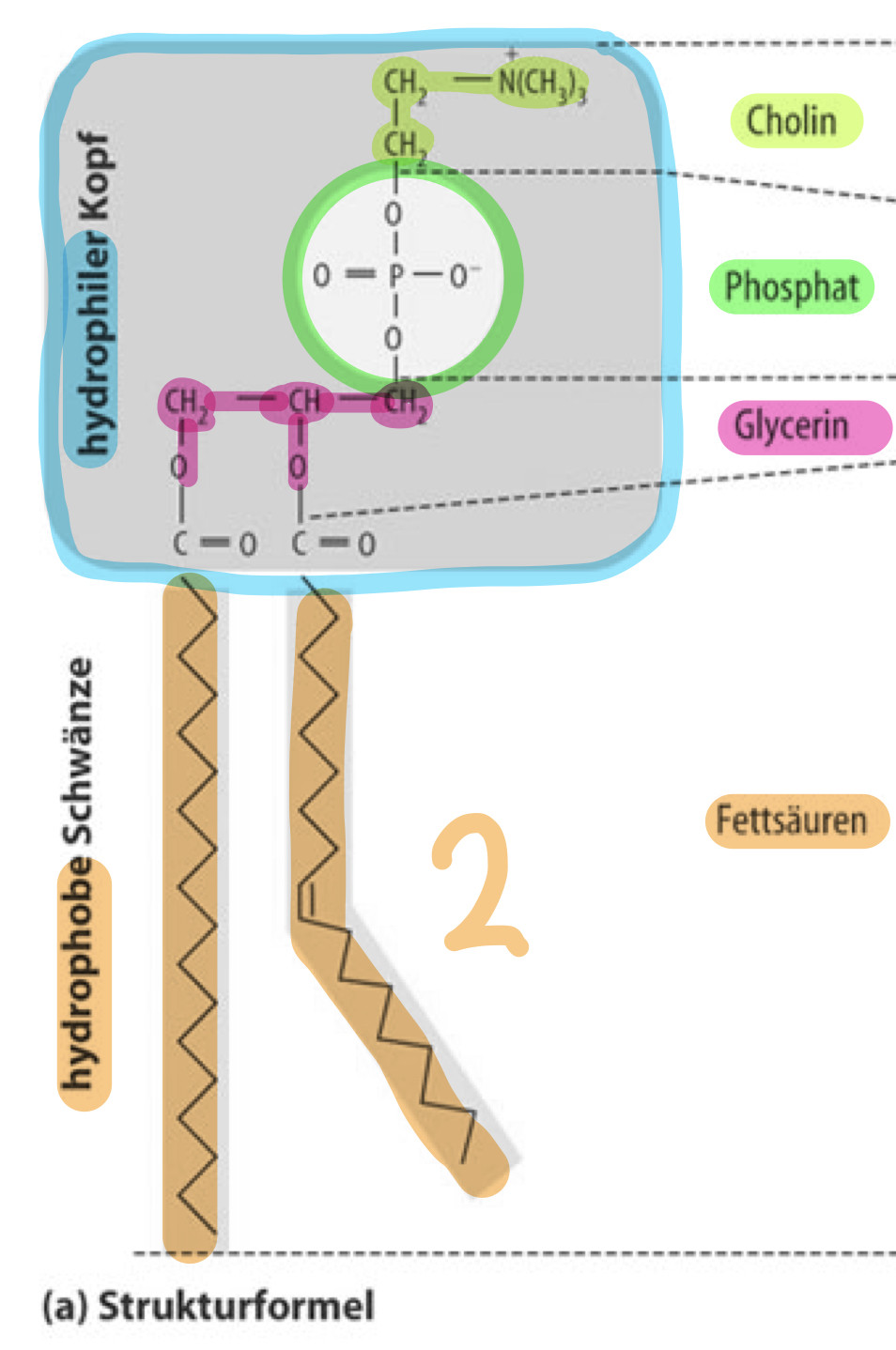 * hydrophiler Kopf: Cholin, Phosphat, Glycerin 
* hydrophobe Schwänze: 2 Fettsäure