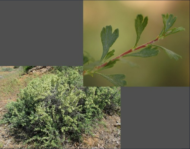 <p>- Simple leaves, alternate</p><p>- Tridentate leaf tips</p><ul><li><p>Crusted leaves smell like &quot;dirty socks&quot;</p></li></ul>