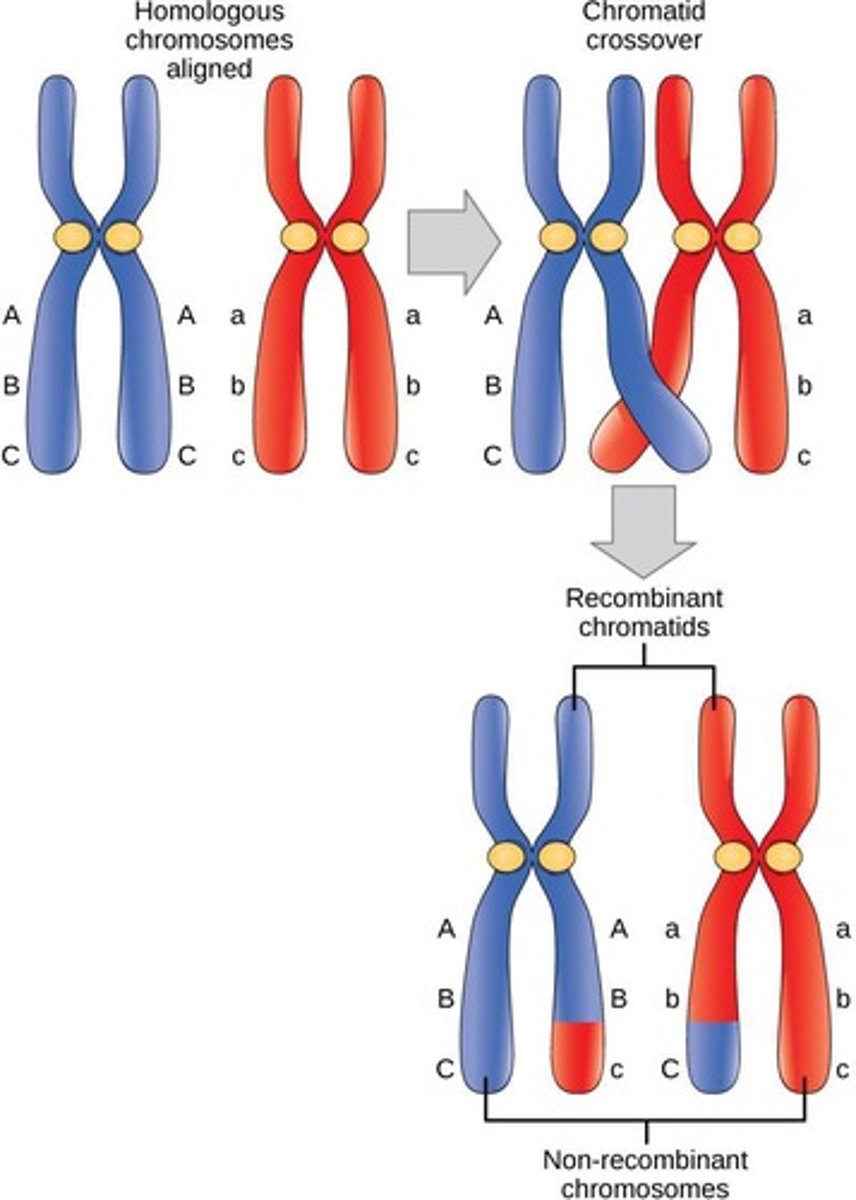 <p>The exchange of DNA segments between non-sister chromatids during prophase I of meiosis.</p>