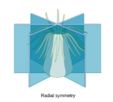 <ul><li><p>arranged around central axis with parts radiating outward</p></li><li><p>can encounter environment from any direction</p></li><li><p>jellyfish, comb jellies</p></li></ul><p></p>