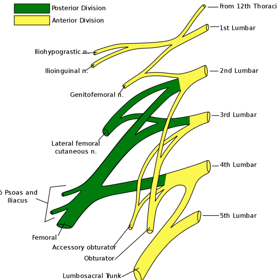 <p>Which (Posterior) nerve arises from <strong>L2-3</strong>?</p>