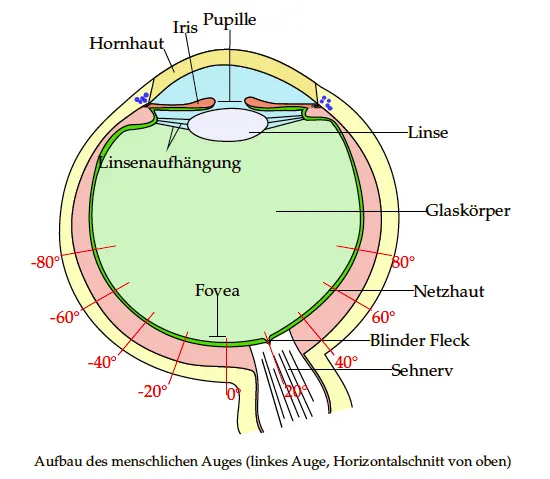 <ul><li><p><strong>Linse</strong>: Projiziert einfallende Licht auf Netzhaut</p></li><li><p><strong>Netzhaut</strong>: Sehzellen wie Stäbchen (Helligkeitswahrnehmung, 120 mio) und Zapfen (Farbensehen, 6 mio)</p></li><li><p><strong>Fovea</strong>: Stelle der Netzhaut mit höhster Dichte an Sehzellen → höhste Abbildungsschärfe</p></li><li><p><strong>Blinde Fleck</strong>: Stelle wo Sehnerv aus Auge tritt → keine Sehzellen → Gehirn füllt fehlende Information auf</p></li></ul><p></p>